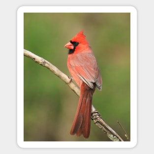 Northern Cardinal Sticker